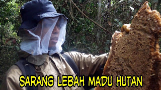 Jual madu murni/curah asli lebah liar hutan riau