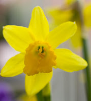 Maria Duval - Daffodil