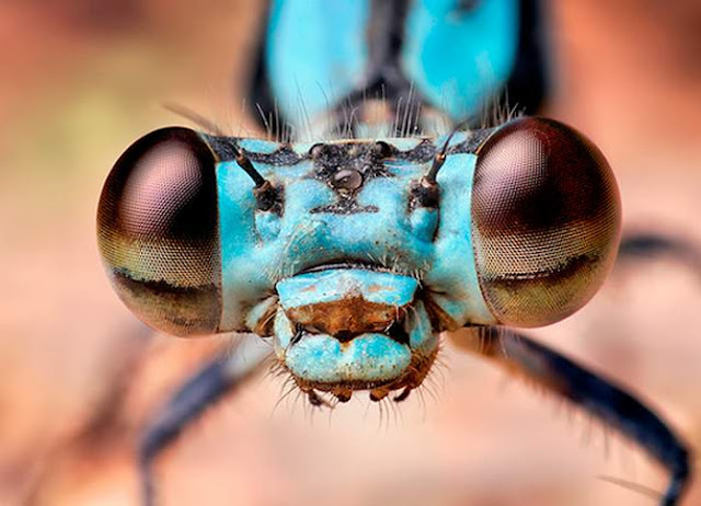 Macro Photography of Insects Eyes Seen On www.coolpicturegallery.us