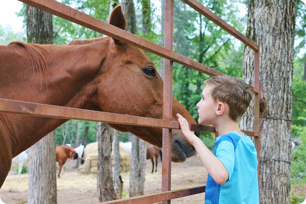 PINE COVE 040
