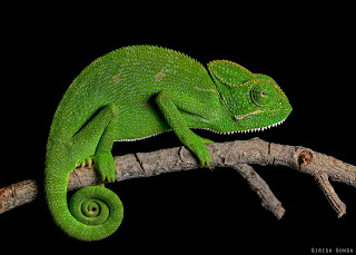 10 Fun Facts about Chameleons