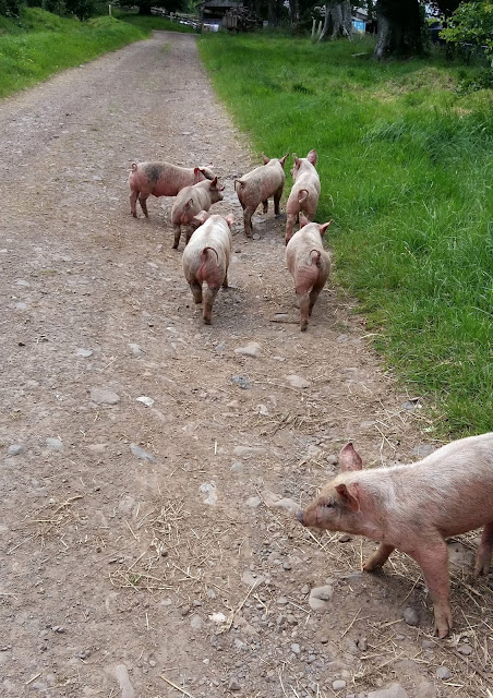 Piglets out for a walk