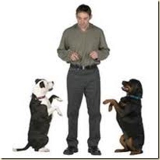 ejercicios de adiestramiento para perros6