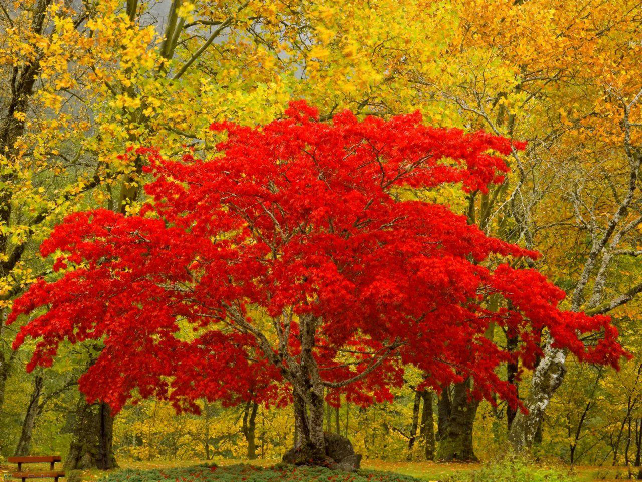 beautiful+nature+trees+Treasure+Tree.jpg