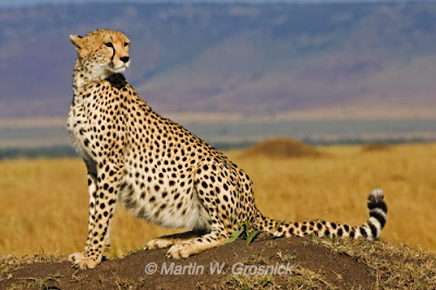 Cheetah (Acinonyx jubatus)