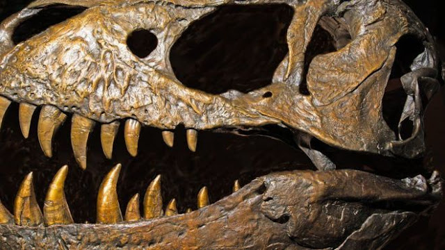 Hay nueva evidencia sobre el orígen de los dinosaurios