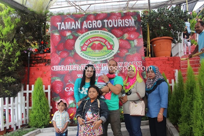 Bercuti di Cameron Highlands : Menikmati Ice Cream Strawberry Waffle di Taman Agro Tourism