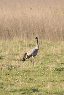 Kraan - Kraanvogel - Grus grus