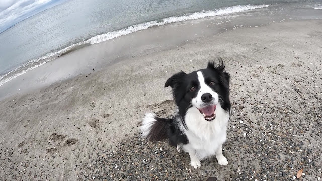 保護犬 ボーダーコリー トーマ 稲毛海浜公園