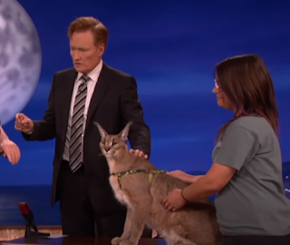 Conan and a Caracal