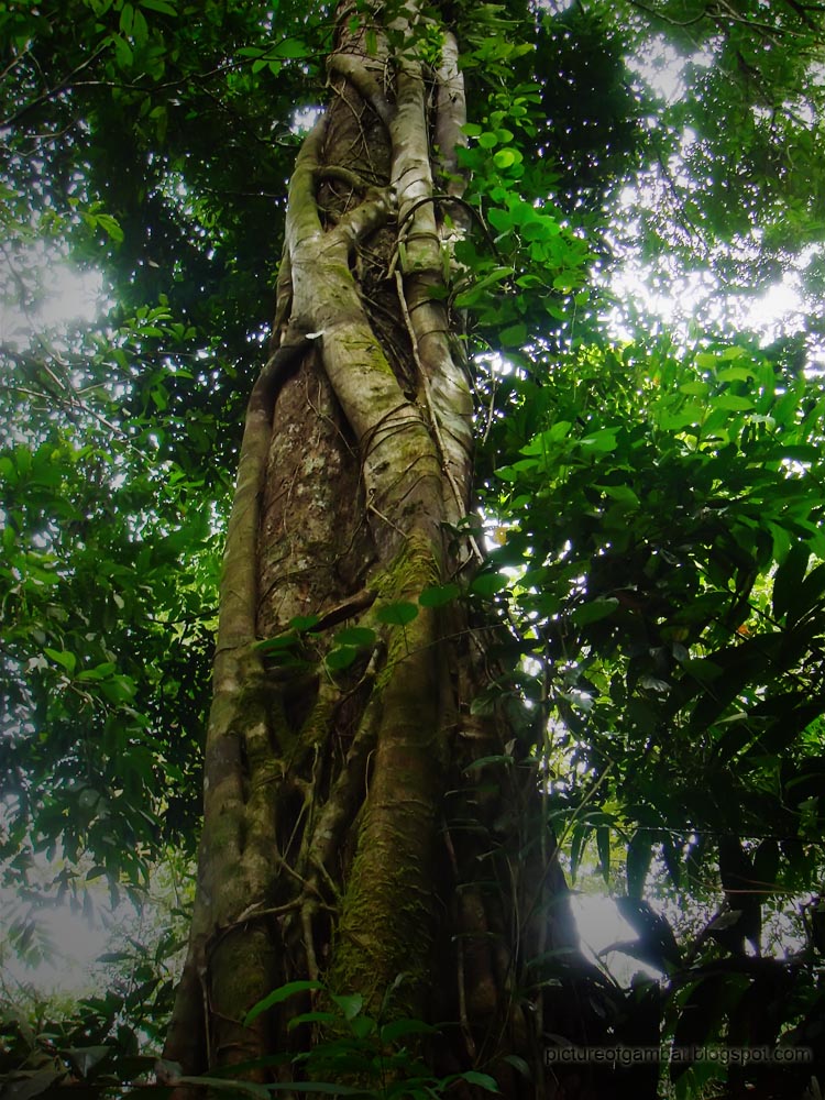 PICTURE of GAMBAR: Air Terjun Lolo, Gunung Nuang, my first 