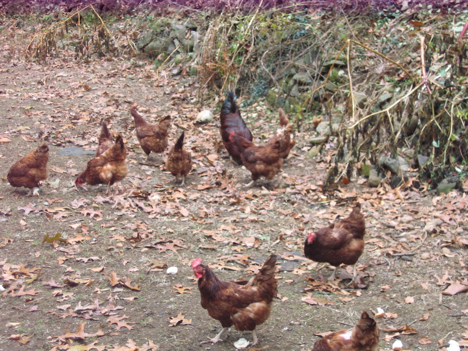 Chickens Molting