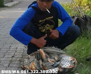 Essen Ikan Bawal Khusus Di Alam Liar