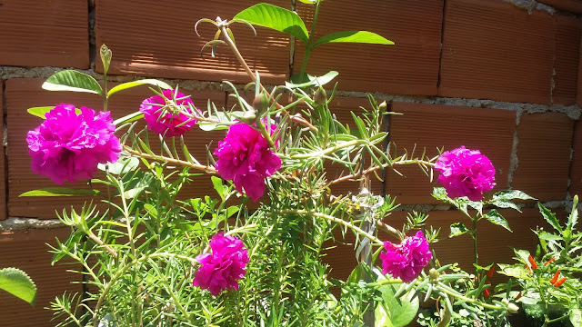 Dentre as Portulacas, as mais conhecidas ou mais cultivadas estão a Portulaca grandiflora e a Portulaca umbraticola, mais conhecidas por Onze-horas e de Beldroega, respectivamente.  Em ambas as espécies, encontramos diversas variedades de plantas, com flores simples e dobradas, com uma imensa gama de cores, tonalidades e uma infinidade de combinações de cores.