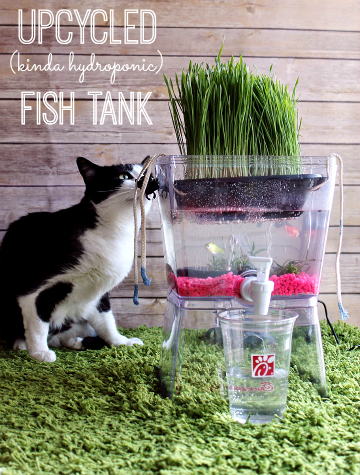 Transform everyday trash into feline wonder! Check out this tutorial for a DIY (kinda hydroponic) Upcycles Cat Grass Fish Tank, and our DIY Catnip Marinator + Cat Toy made with fast food trays! #ChickFilAMomsDIY (Sponsored)