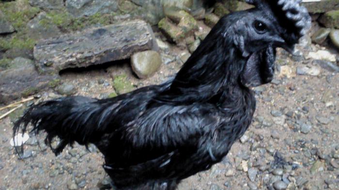 Ini Misteri yang Tersembunyi di Balik Hitam Legamnya Ayam 