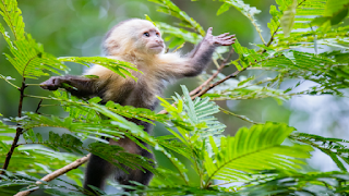 A magician performs a famous trick on monkeys but the real magic lies in their reaction!  New research shows that monkeys can be fooled more easily by a popular magic trick if they have opposable thumbs - revealing how our anatomy affects our ability to perceive the world around us.  "Our work raises the intriguing possibility that an individual's inherent physical ability strongly influences their perception and memory of what they think they have seen, and their ability to predict the hand movements of those around them," explains psychologist Nicola Clayton from the University of Cambridge in the UK.  Watching others perform a task can activate the same brain regions that light up if we were doing the task ourselves. This happens within our mirror neuron system, and the more familiar we are with a task, the more closely our brains mirror it.  Ballet dancers have stronger mirror neuron activation while watching ballet dances than during capoeira dances, for example. These actions are strongly encoded in our brains as a chain of cause and effect to provide the effort of anticipating common movements.  And magicians can exploit our reliance on this mental map to manipulate our perceptions. For example, if a magician shows you a coin in one hand, and makes moves to take it with the other, you would be forgiven for assuming that the coin passed from one hand to the other.  This is true even when the coin is blocked and the magician leaves the coin in the first hand.  As a practicing magician with a decade of experience, comparative psychologist Elias García-Pellegrin was curious to know whether the ability to personally perform a set of actions was necessary for mirror neurons to plot the same sequence of steps.  At the time of the study, Garcia Pellegrin, a researcher at the University of Cambridge, and a team of colleagues tested 24 monkeys representing three species. First, they showed the monkeys a favorite treat. They then pretended to transfer the treat in a 'French throw', or actually transferred it to the other hand.  Each test relied on a precise grip that included the thumb to move the item, regardless of whether the transfer was real or fake.  They also made some real transfers of the reward from one hand to the other.  Each test appears as if the magician is using a precision grip that includes a thumb to move the item, regardless of whether the transfer is real or fake.  Not all sleight-of-hand tricks require the use of the thumb. Although monkeys may not be able to perform the variations personally, there is nothing in their anatomy that prevents them from trying them.  In another round of testing, the researchers used a fist to grab (or pretend to grab) the item rather than a pincer grip, which seemed to fool the three types of monkeys most of the time.  "Squirrel monkeys can't do a fully accurate grasp, but they remain deceived," García-Pellegrin explains. "This suggests that the monkey does not have to be an expert on the movement in order to predict it, it is only able to do it approximately."  "There is growing evidence that the same parts of the nervous system that are used when we perform an action are also activated when we watch that action of others," says Clayton.  The psychologist goes on to say, "How one's fingers and thumb move helps shape the way we think, the assumptions we make about the world — as well as what other people might see, remember and expect, based on their expectations."  This research was published in Current Biology.