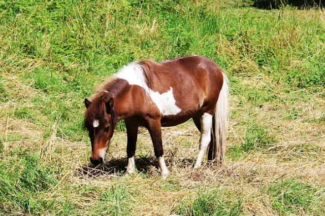 Basic horse care for beginners