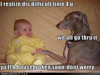 Dog Funny Picture