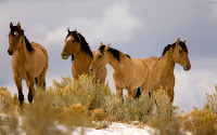 cavalo branco