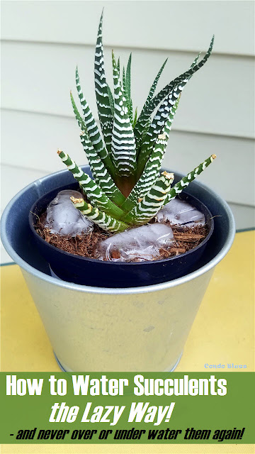 How to water succulents the lazy way