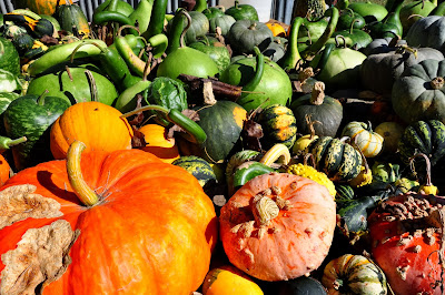 Pumpkins-Hickory-Ridge-Studio