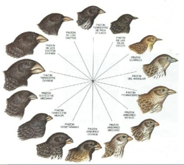 Sinsontes o pinzones de Darwin. Hablando de especies complicadas, pues, si se parecen, pero a Darwin le interesaron los sinsontes (arriba), no los pinzones (abajo).  De las cuatro especies del complejo de sinsontes  Nesomimus spp., de las Galápagos, Darwin capturó tres. Posteriormente los pinzones ganaron más notoriedad ya que su complejo de 14 especies era más complicado y gradual.