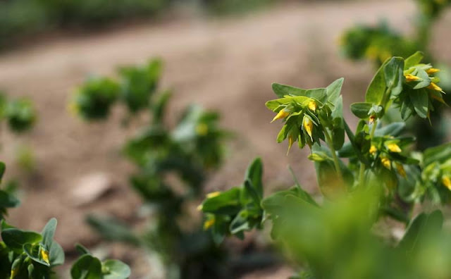 Cerinthe Minor Flowers Pictures