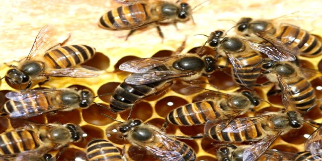 Pakan Buatan Lebah Madu