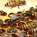 Pakan Buatan Lebah Madu Alternatif Saat Paceklik
