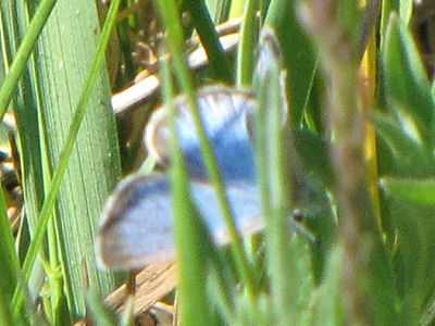 spring azure butterfly