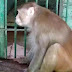 Macaco alcoólatra e canibal surta ao ficar sem bebida e ataca 250 pessoas