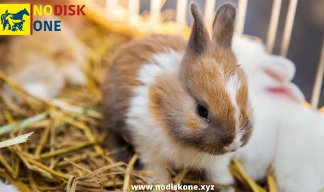 Should I Clean The Cage Of A Rabbit That Has Young In It?