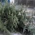 Έγινε και φέτος ανακύκλωση των φυσικών χριστουγεννιάτικων δέντρων από το δήμο Θέρμης