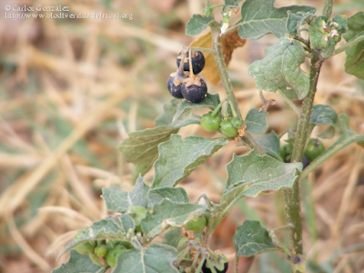 http://www.biodiversidadvirtual.org/herbarium/Solanum-nigrum-L.-img183711.html