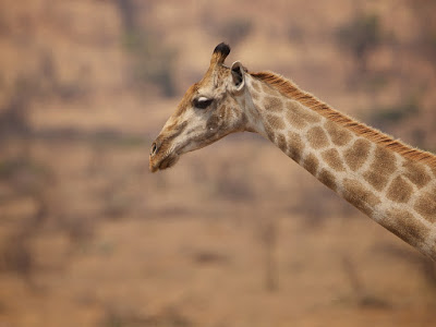 foto de cuello de la jirafa