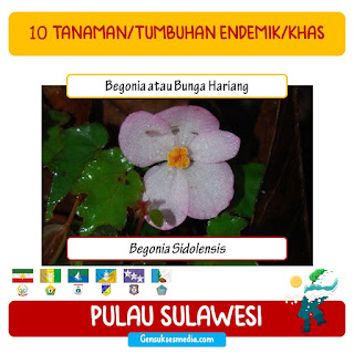 daftar tumbuhan endemik sulawesi begonia bunga hariang