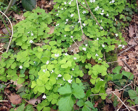 Wood Sorrel, Oxalis axetosella.  Orpington Field Club outing to Crofton Heath and nearby woods on 7 April 2012.