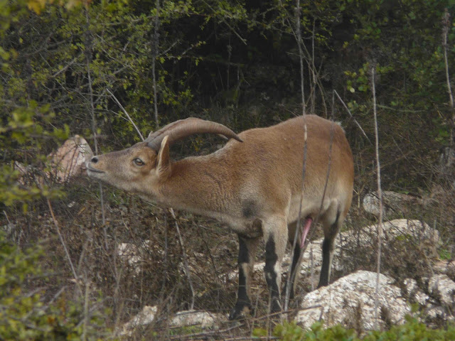 El Torcal de Antequera wild goats