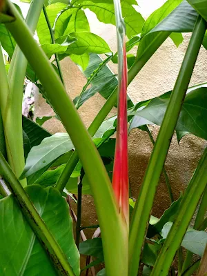 Hong jiao - Musa coccinea