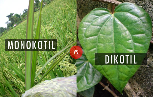  Gambar  Daun  Monokotil  Beserta  Keterangannya  Gambar  