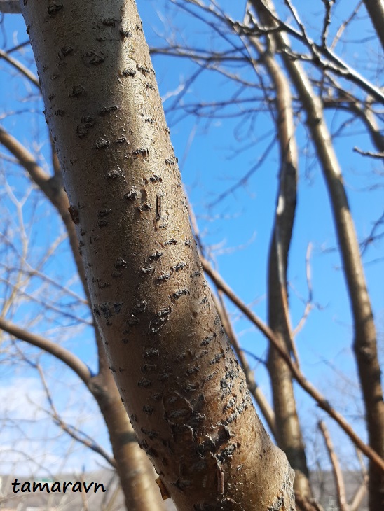 Маакия амурская (Maackia amurensis)