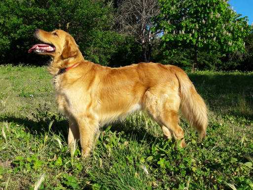 ghar me palne wala dog, achi nasal ke dog, achi nasal ke kutte,dogs breeds in india, sabse achi nasal ke kutte