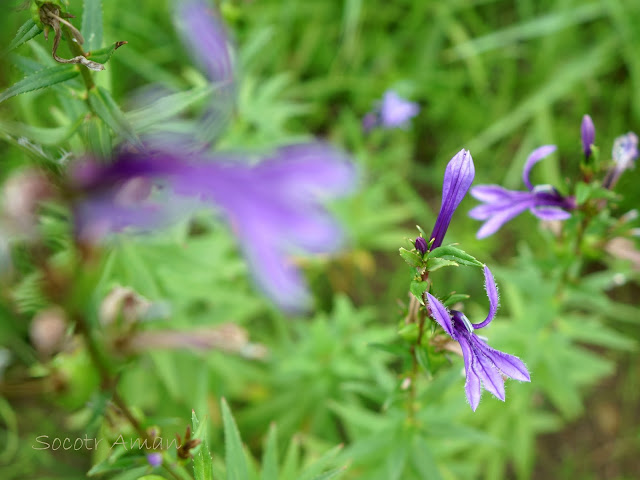 Lobelia sessilifolia