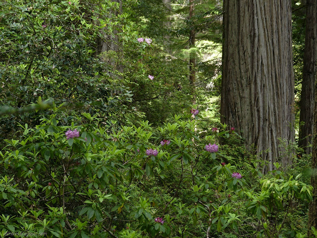 more pink spots among the redwoods