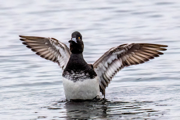 Lesser scaup