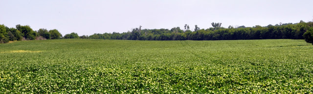 beans hwy 388 hickory ridge studio 