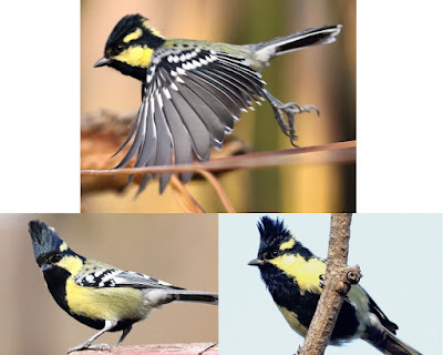 Indian Yellow Tit - resident