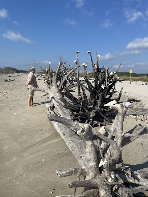 A dry piece of a large tree laying on its side. At one time it had countless branches that are now stubs just sticking out of the trunk in a ton of different directions. On top of some of the branches are conch shells placed there by people passing by.