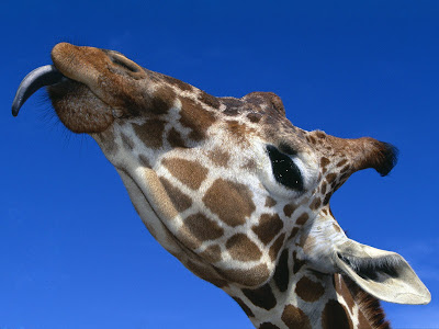 Giraffe wallpaper